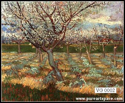 Apricot tree in blossom