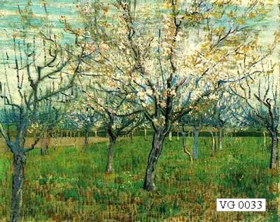 orchard with blossoming Apricot Trees