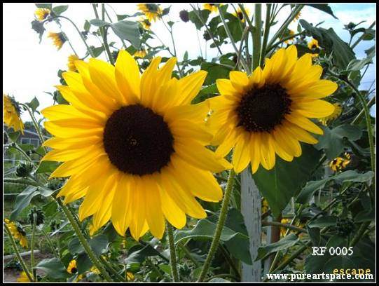 Sunflowers