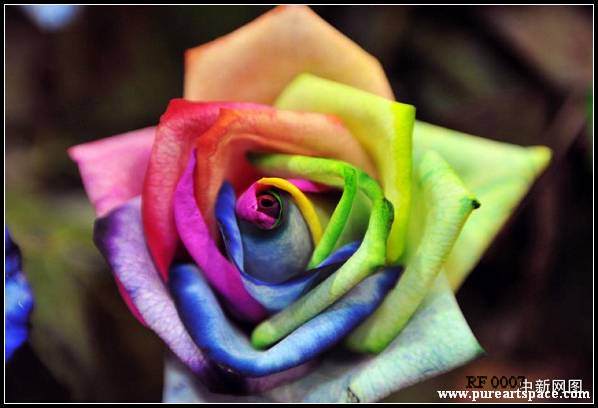 Colorful roses