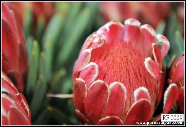 floral paintings