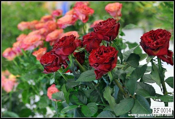 Red and pink roses