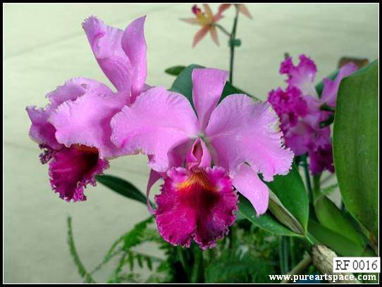 Orchid