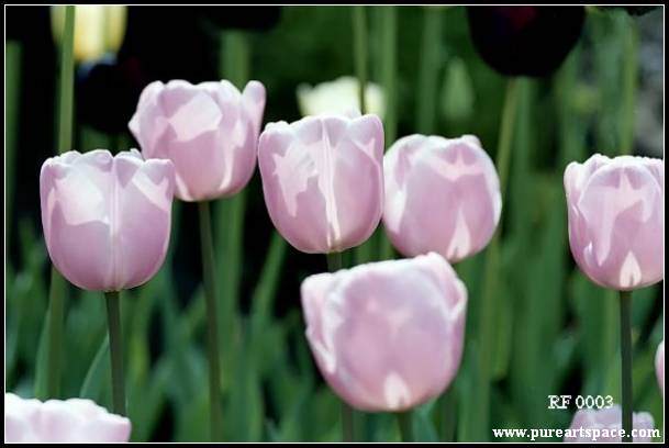 purple tulips