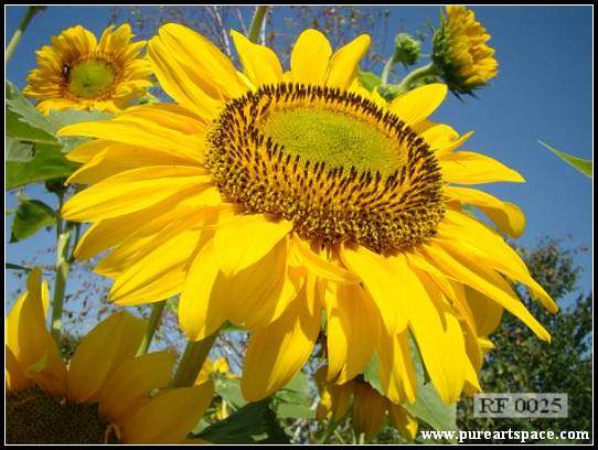 sunflowers