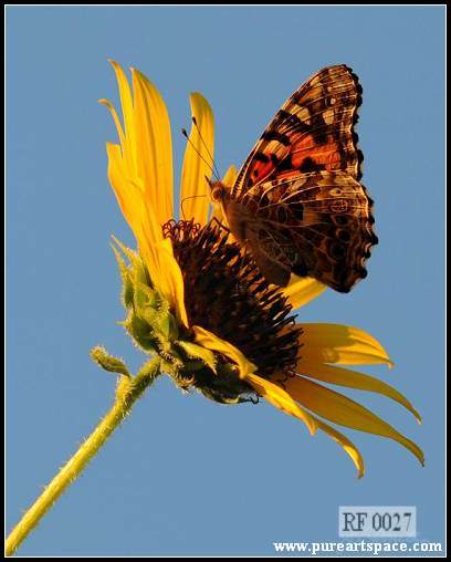 sunflowers