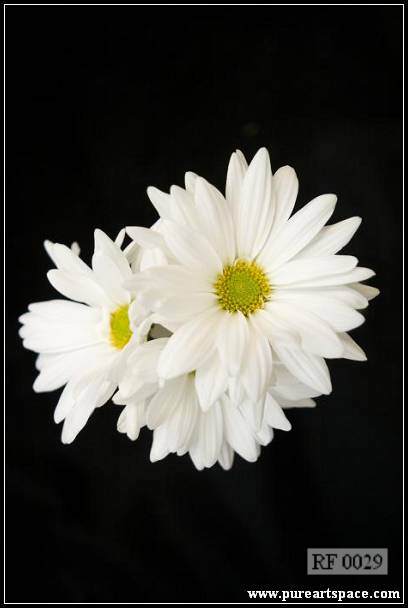 white daisy