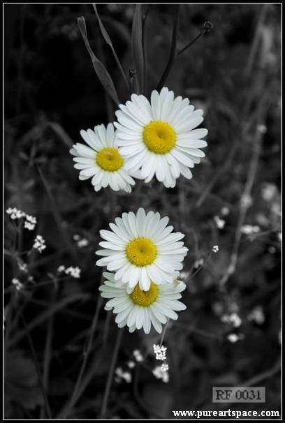 white daisy