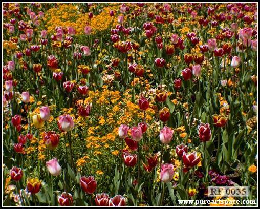 Tulips