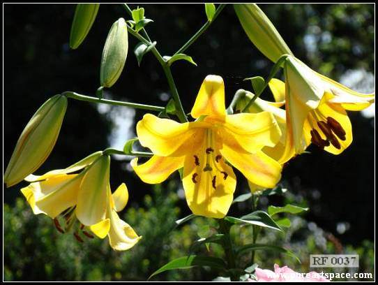 Yellow lilies