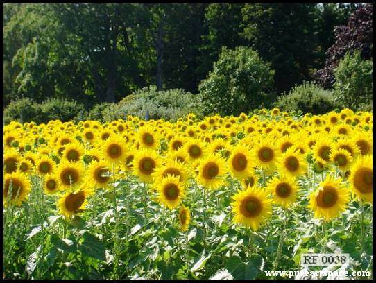 sunflower field