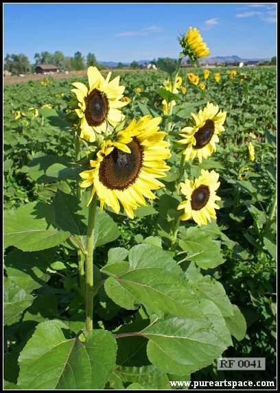 sunflowers