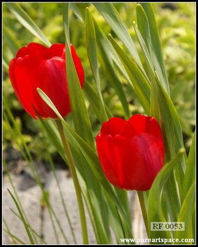 Tulips