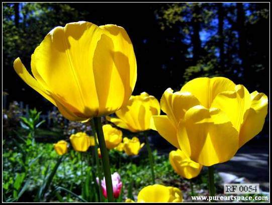 flowers