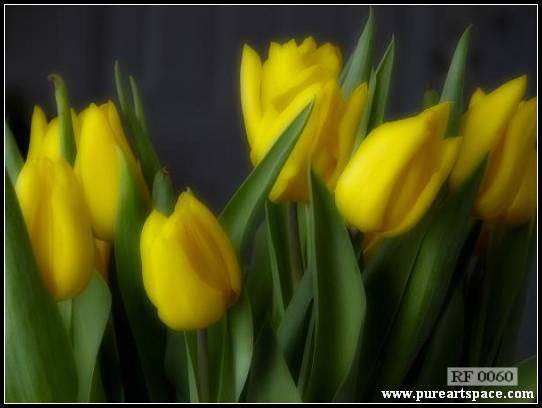 Yellow tulips