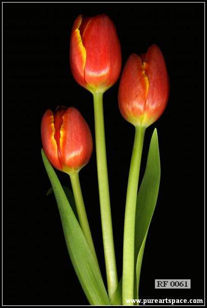 Tulips