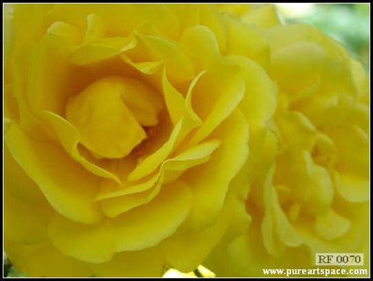 Yellow roses