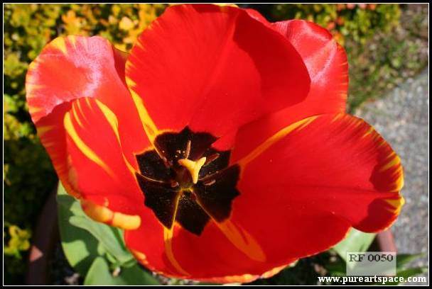 red flower